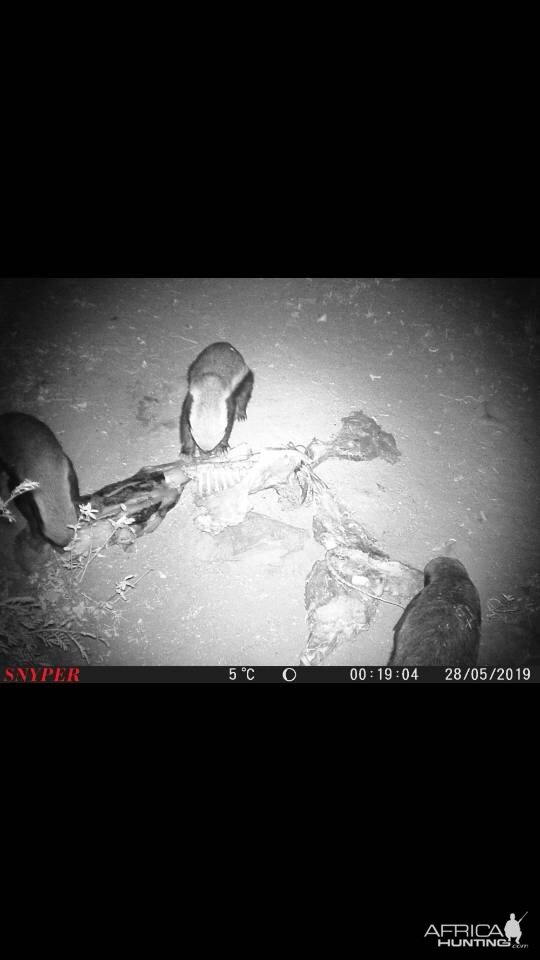 Trail Cam Pictures of African Honey Badger in South Africa