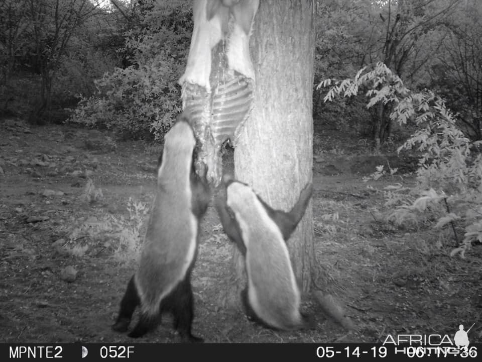 Trail Cam Pictures of African Honey Badger in South Africa