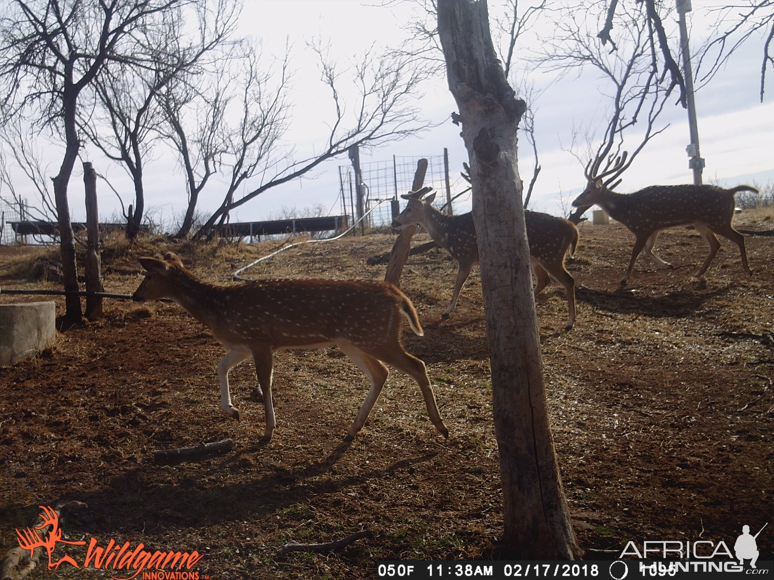 Trail Cam Pictures of Axis Deer Texas