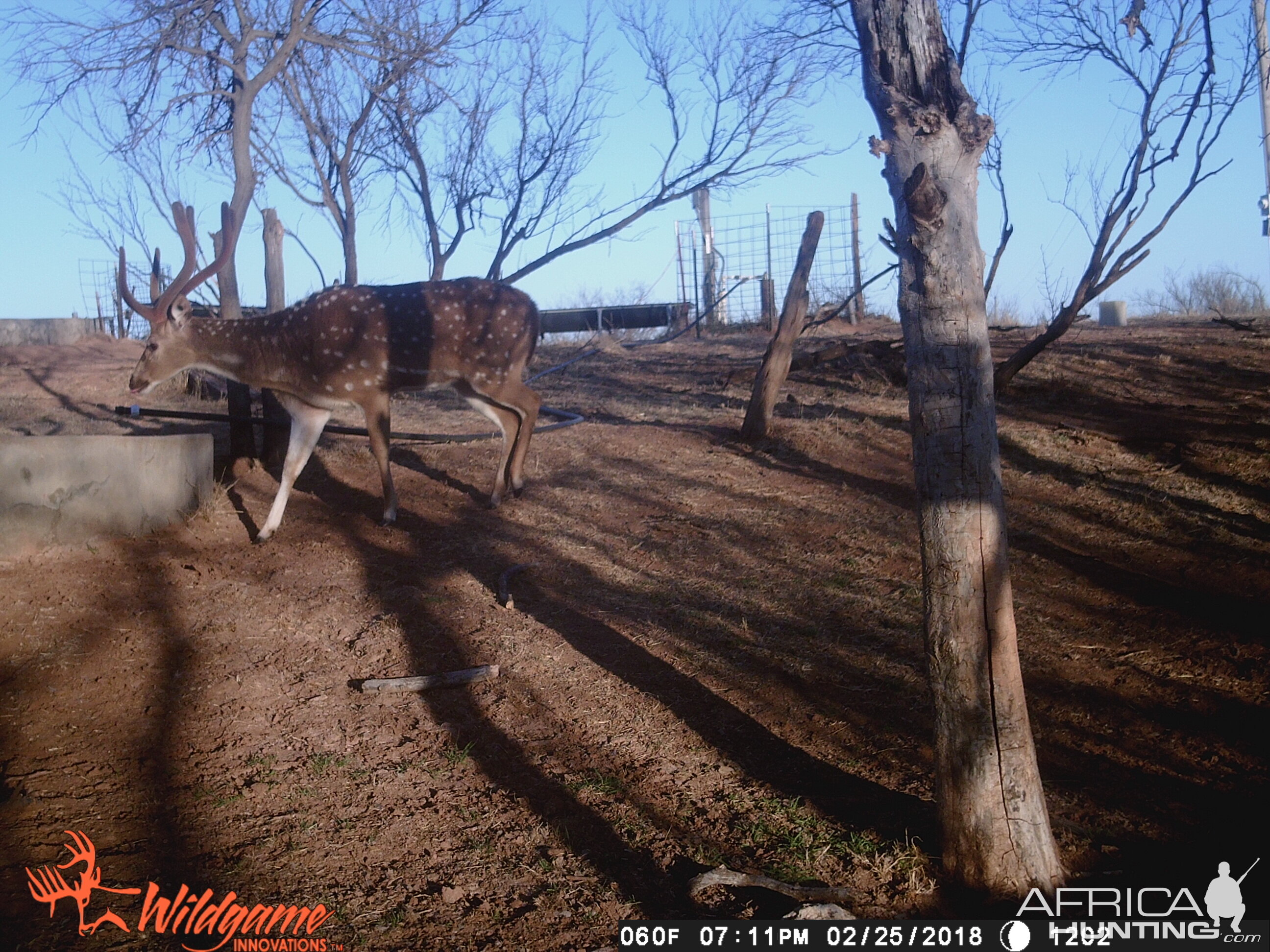 Trail Cam Pictures of Axis Deer Texas