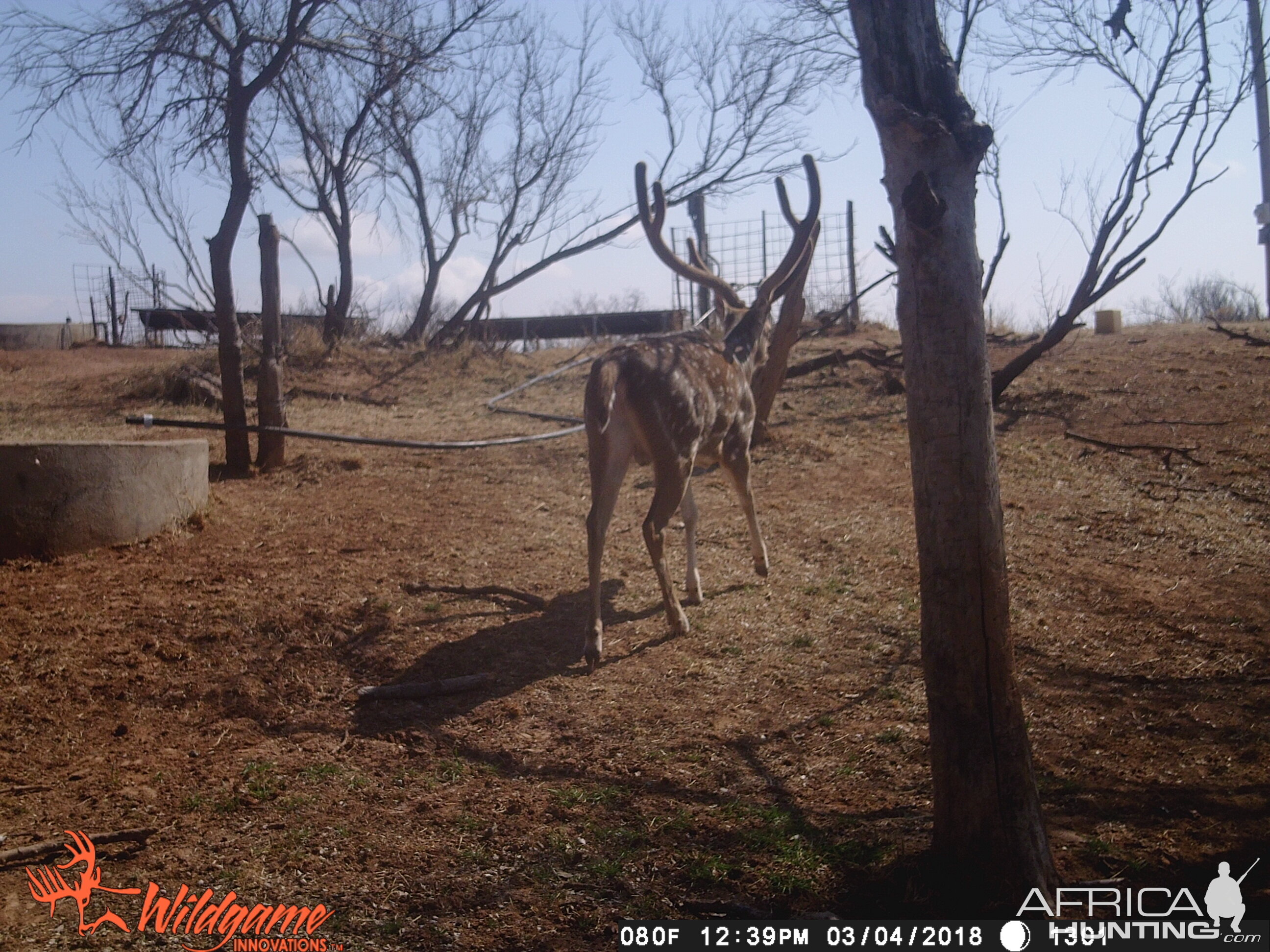 Trail Cam Pictures of Axis Deer Texas