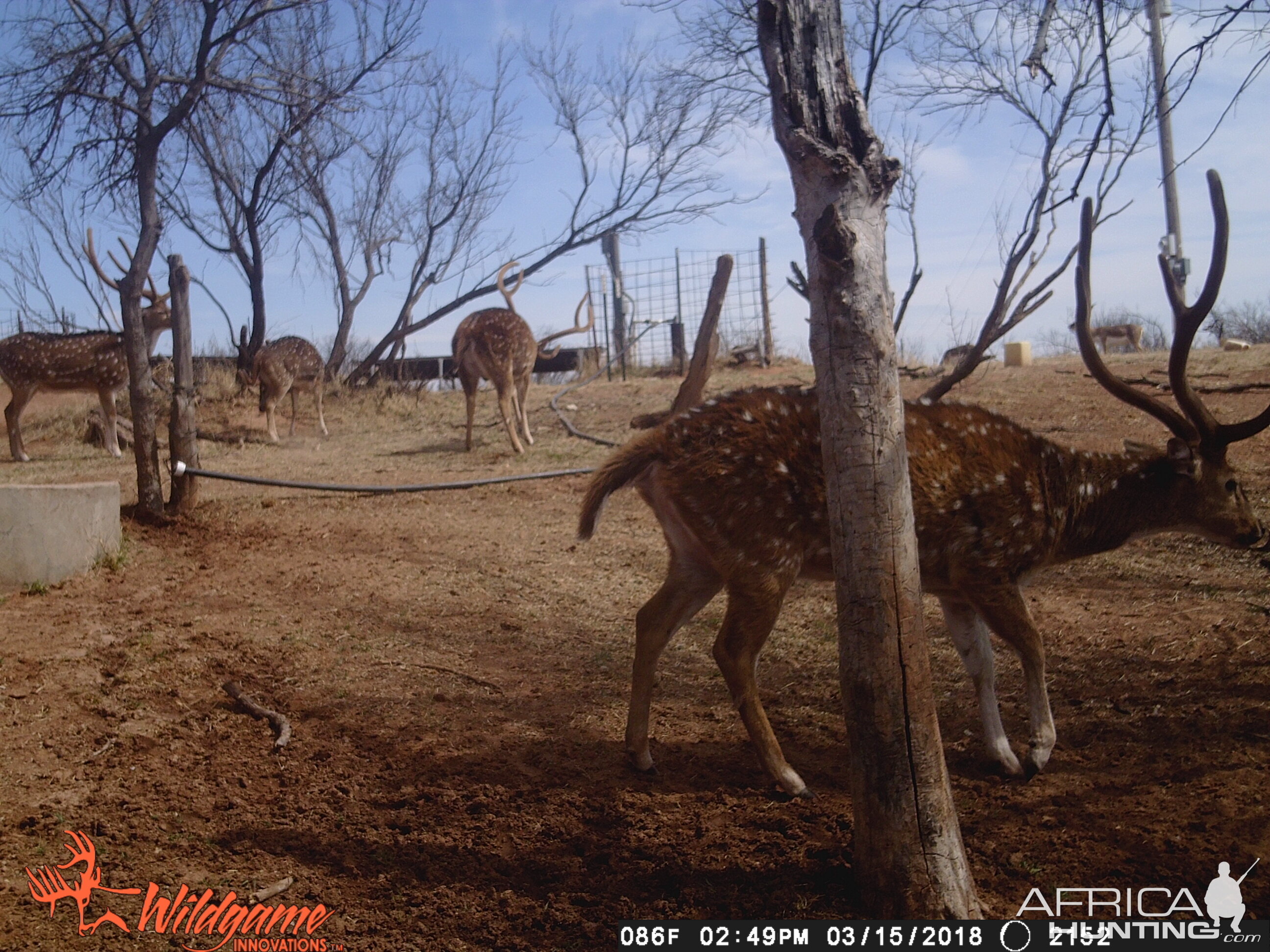 Trail Cam Pictures of Axis Deer Texas