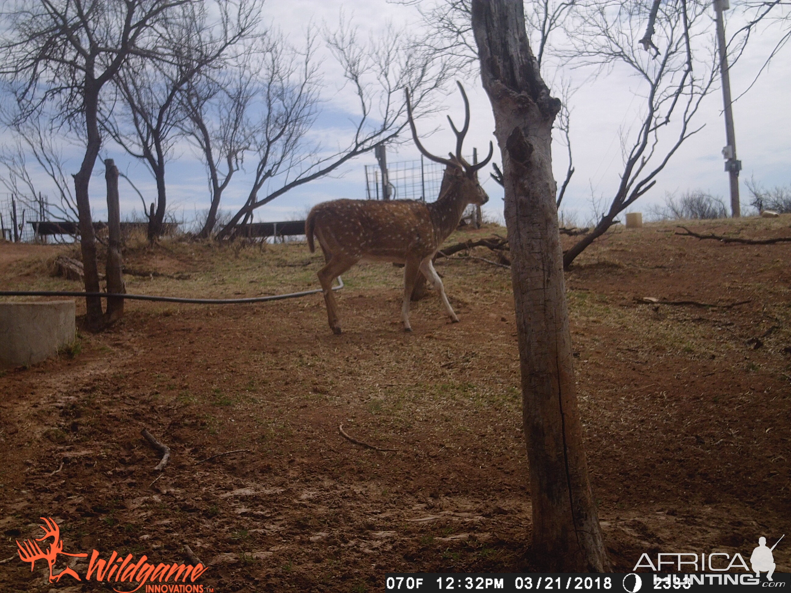 Trail Cam Pictures of Axis Deer Texas