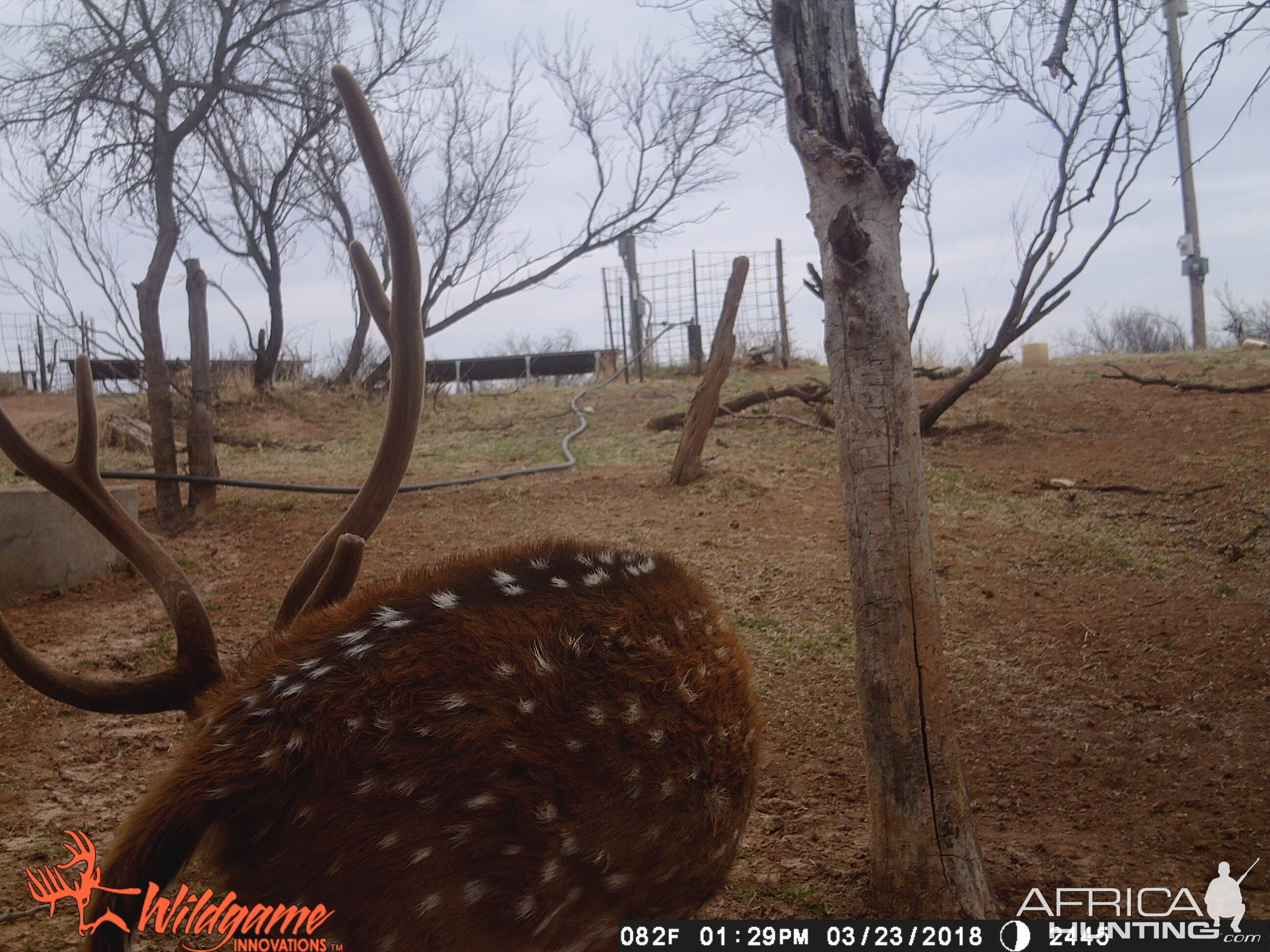 Trail Cam Pictures of Axis Deer Texas