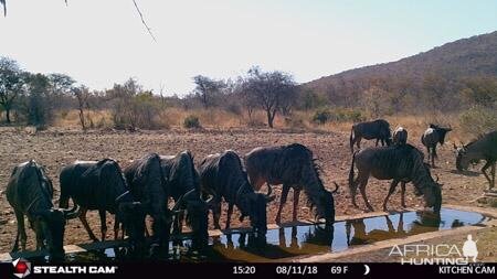 Trail Cam Pictures of Blue WIldebeest in South Africa