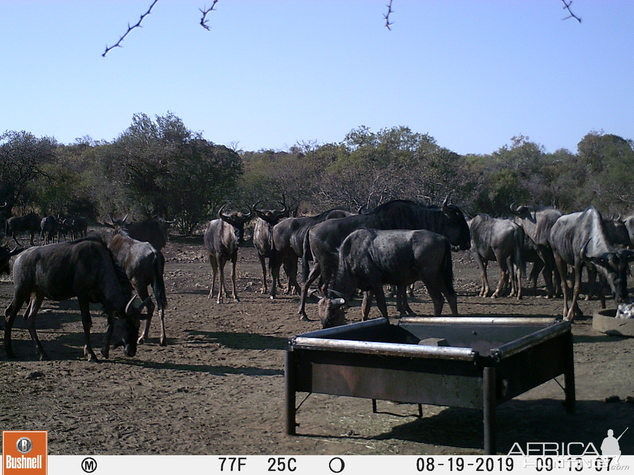 Trail Cam Pictures of Blue Wildebeest in South Africa