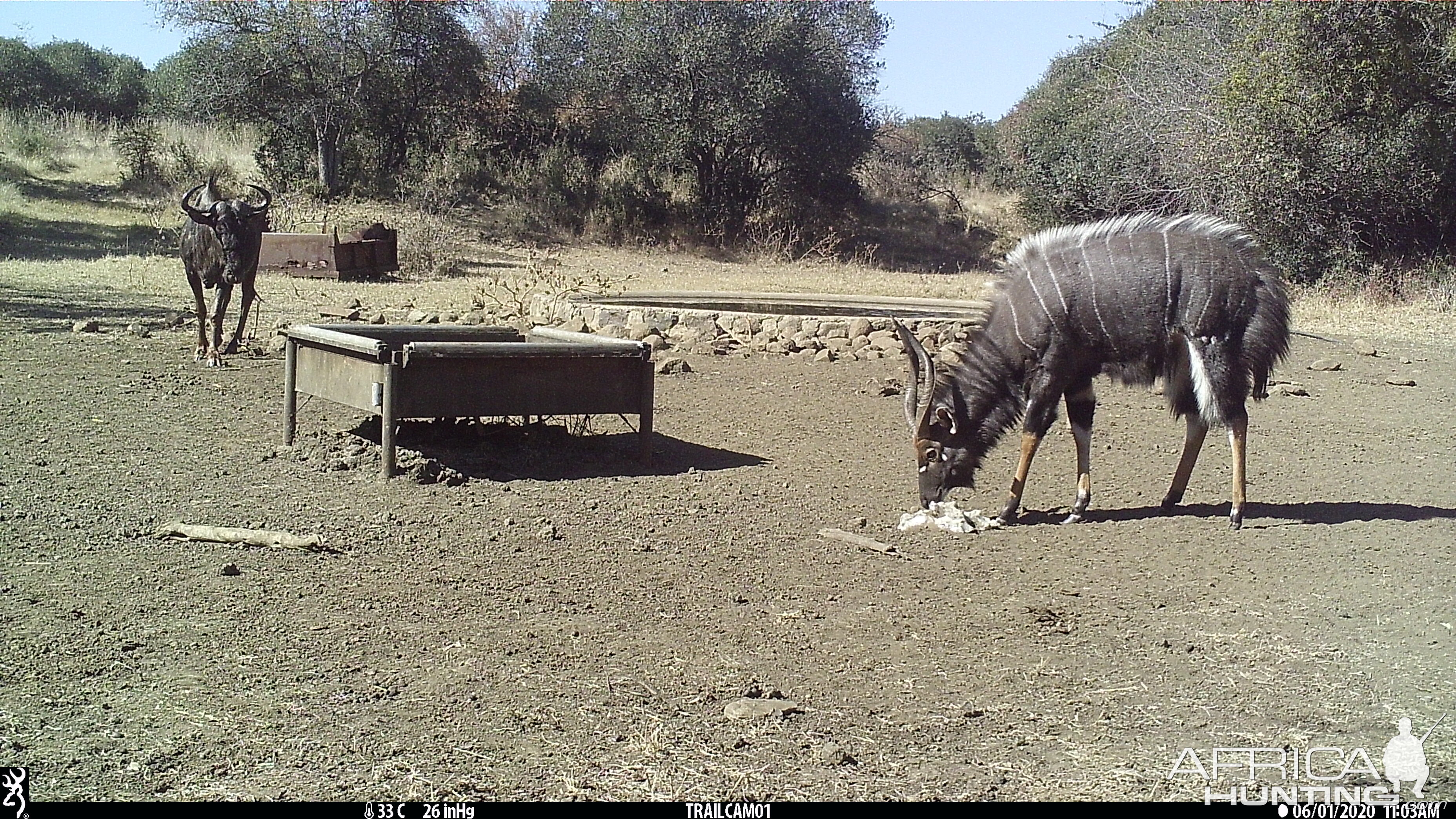 Trail Cam Pictures of Blue Wildebeest & Nyala in South Africa