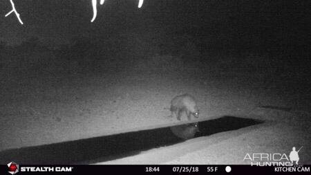 Trail Cam Pictures of Brown Hyena  in South Africa