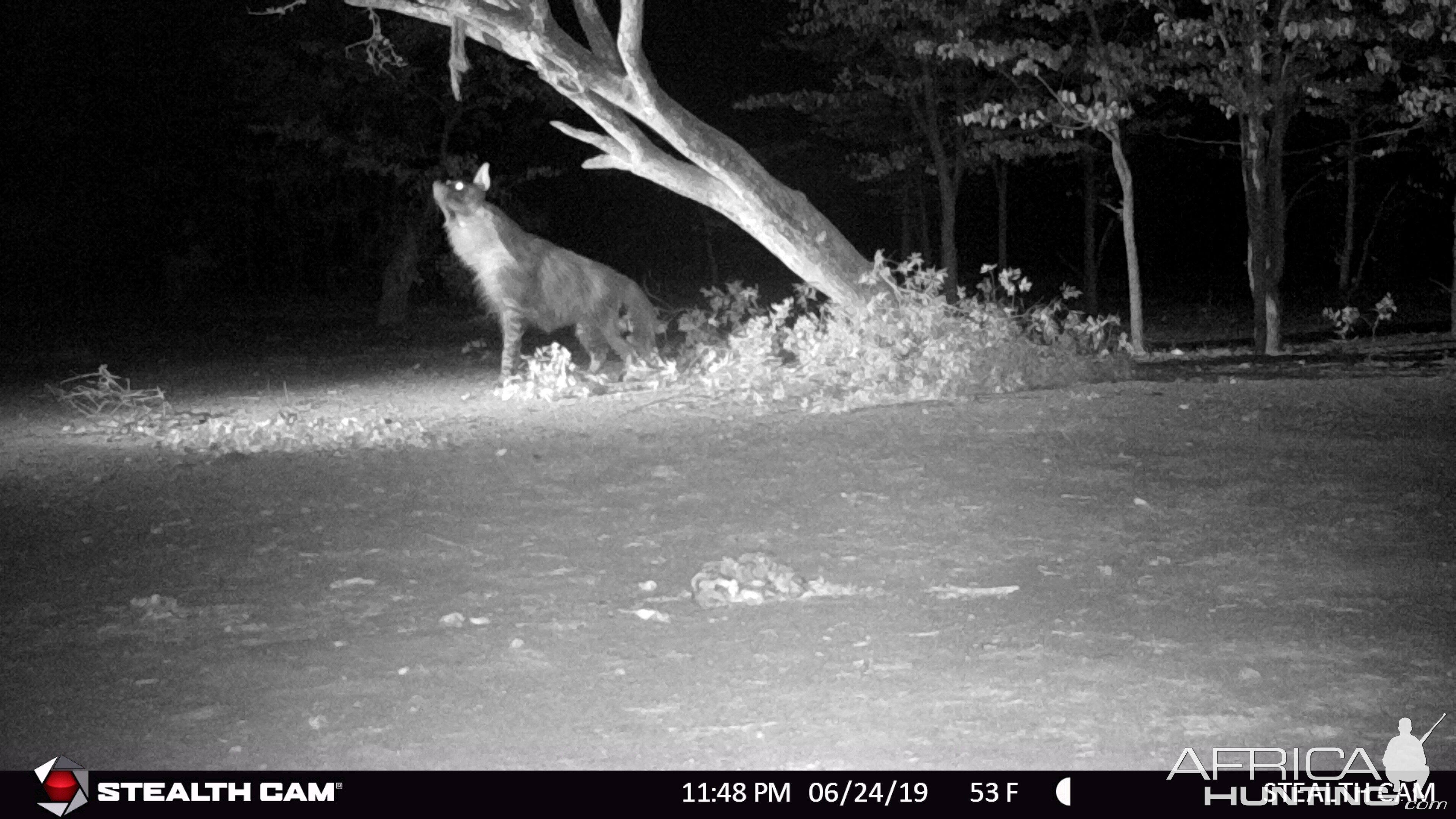 Trail Cam Pictures of Brown Hyena in Zimbabwe