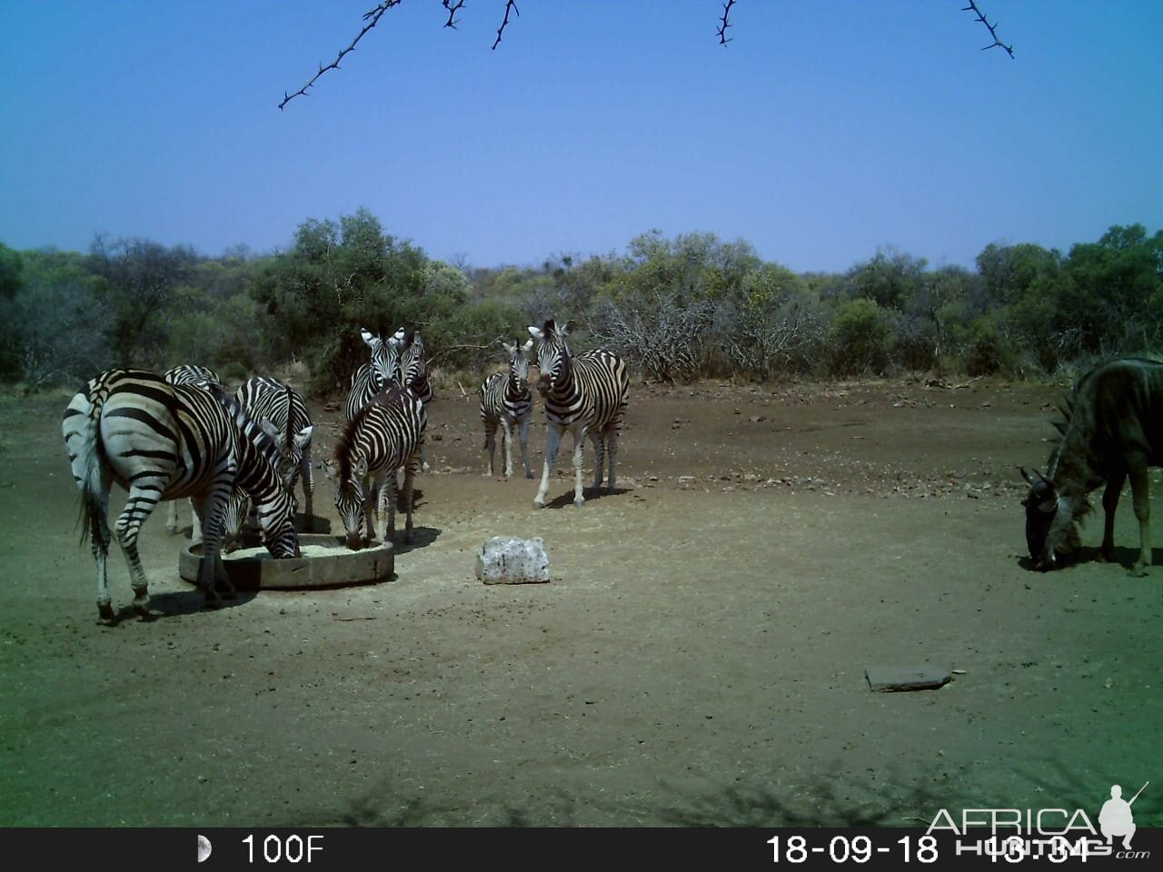 Trail Cam Pictures of Burchell's Plain Zebra in South Africa