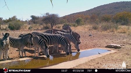 Trail Cam Pictures of Burchell's Plain Zebra in South Africa