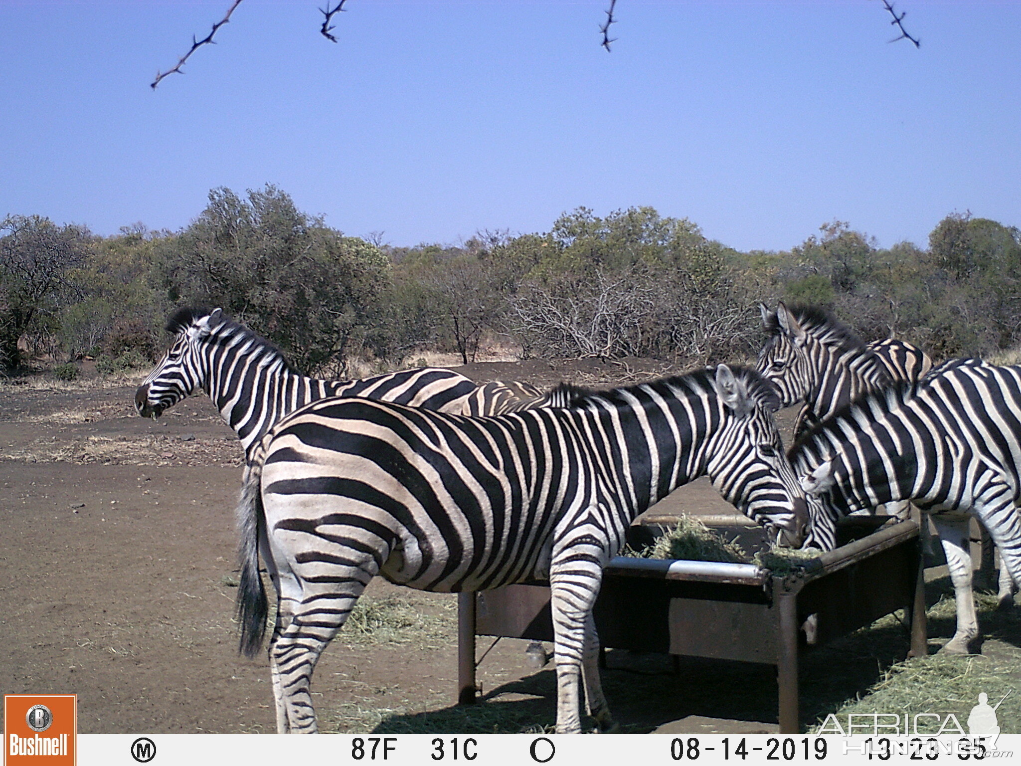 Trail Cam Pictures of Burchell's Plain Zebra in South Africa