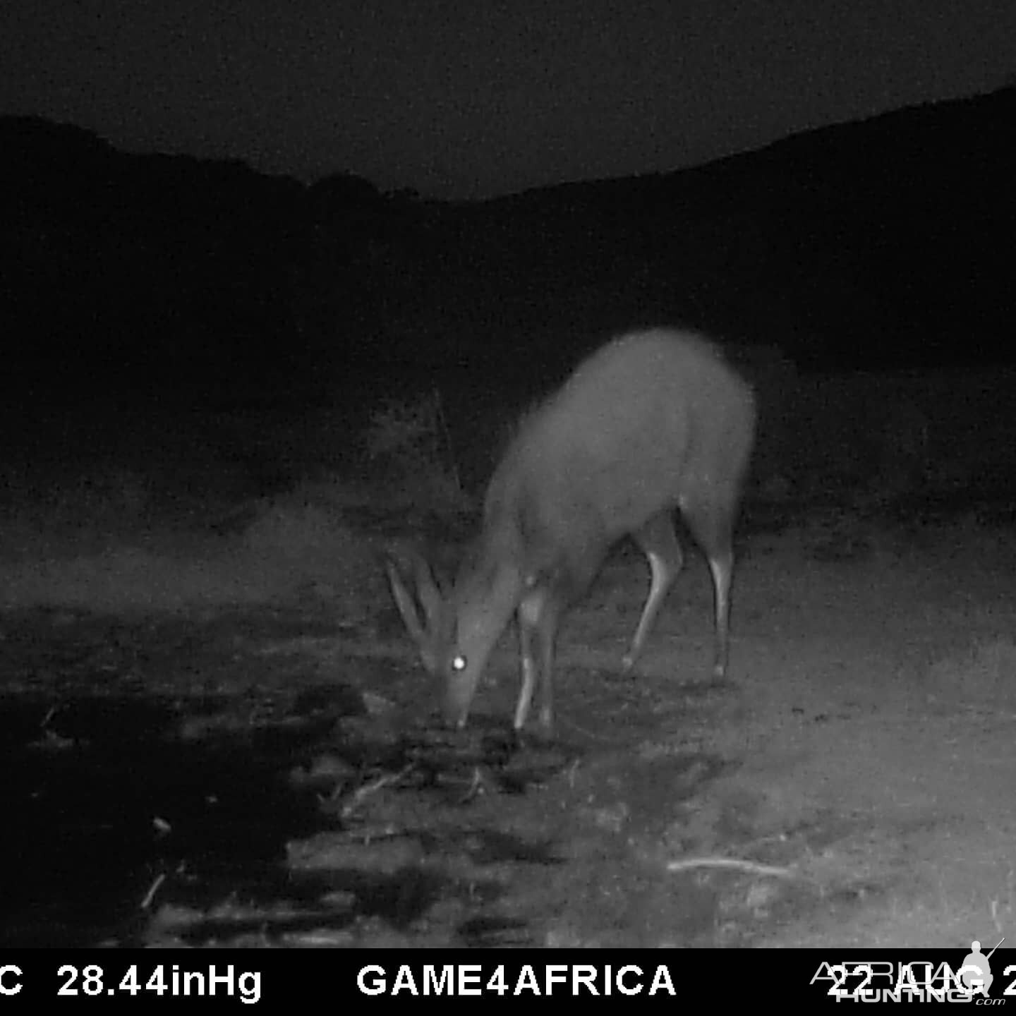 Trail Cam Pictures of Bushbuck in South Africa