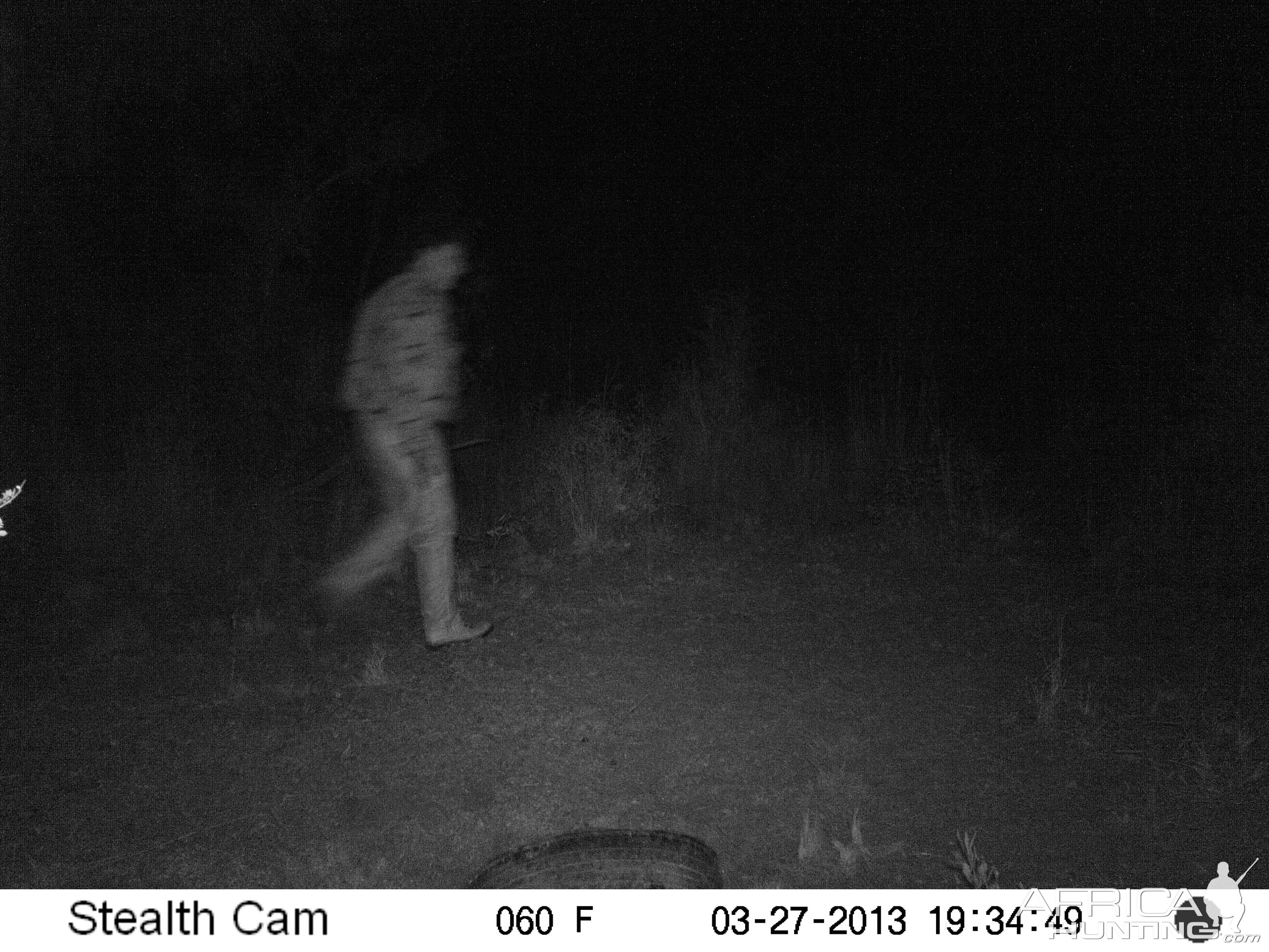 Trail Cam Pictures of Bushpig Hunting in South Africa