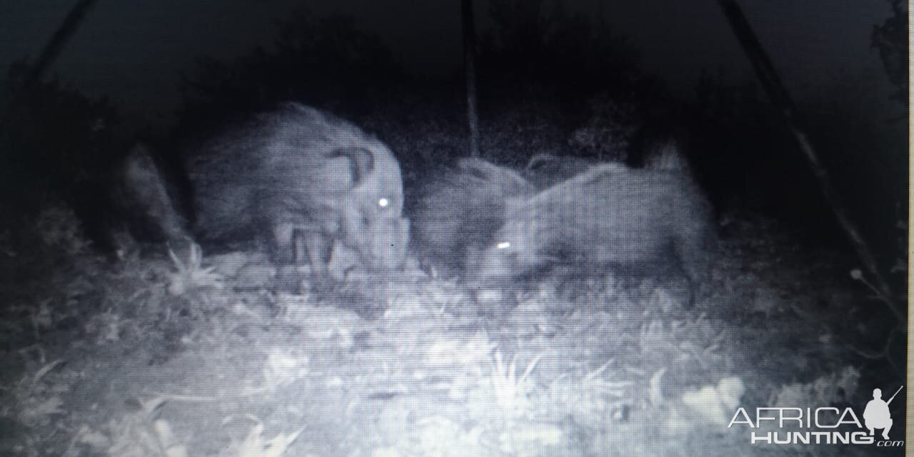 Trail Cam Pictures of Bushpig in South Africa