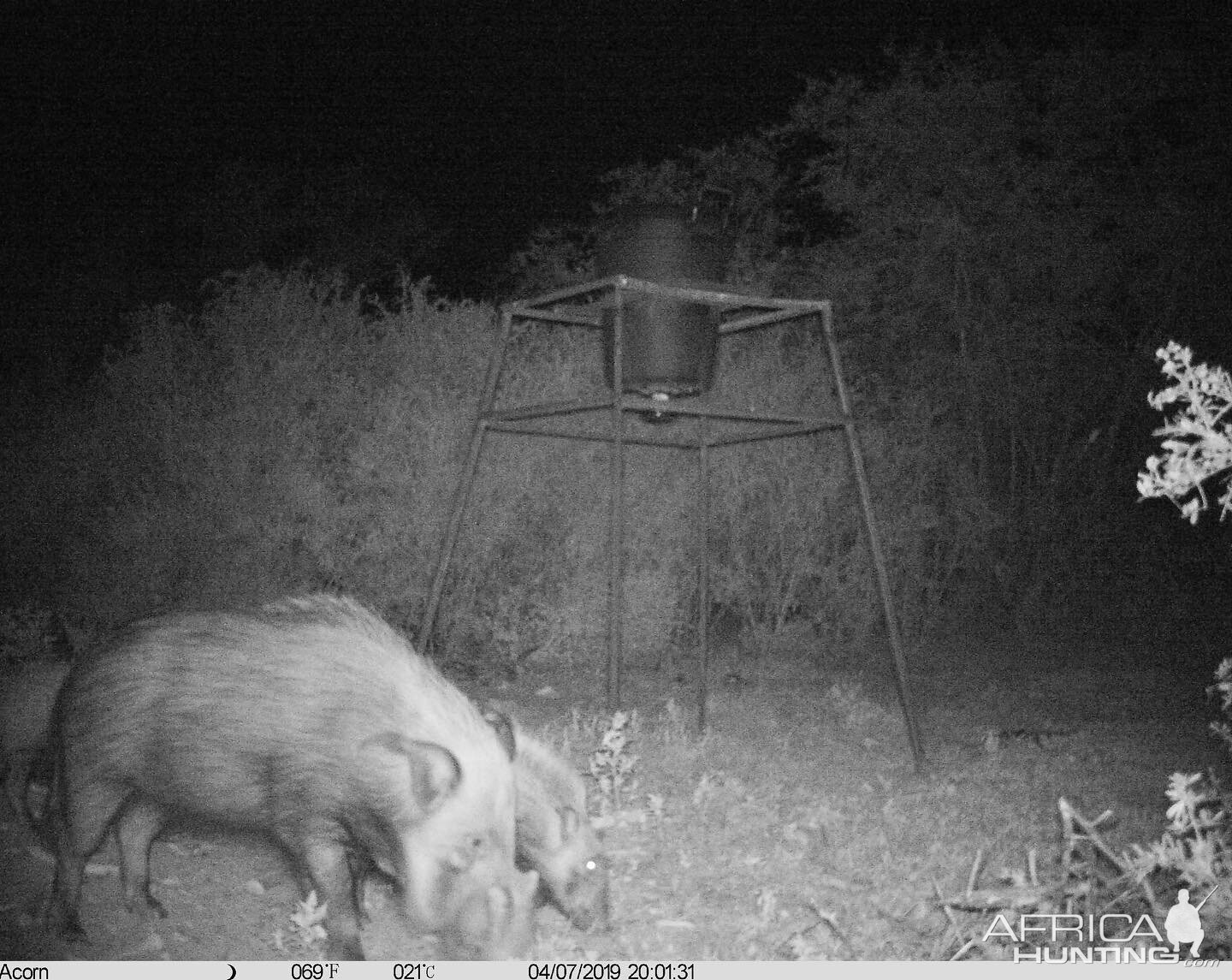 Trail Cam Pictures of Bushpig in South Africa