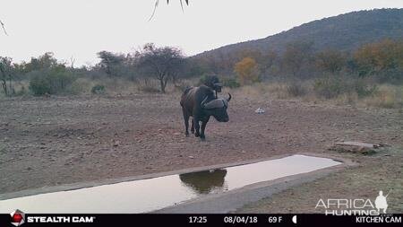 Trail Cam Pictures of Cape Buffalo in South Africa