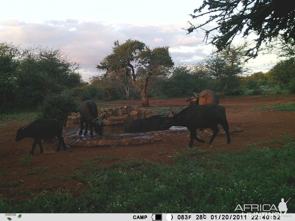 Trail Cam Pictures of Cape Buffalo in South Africa