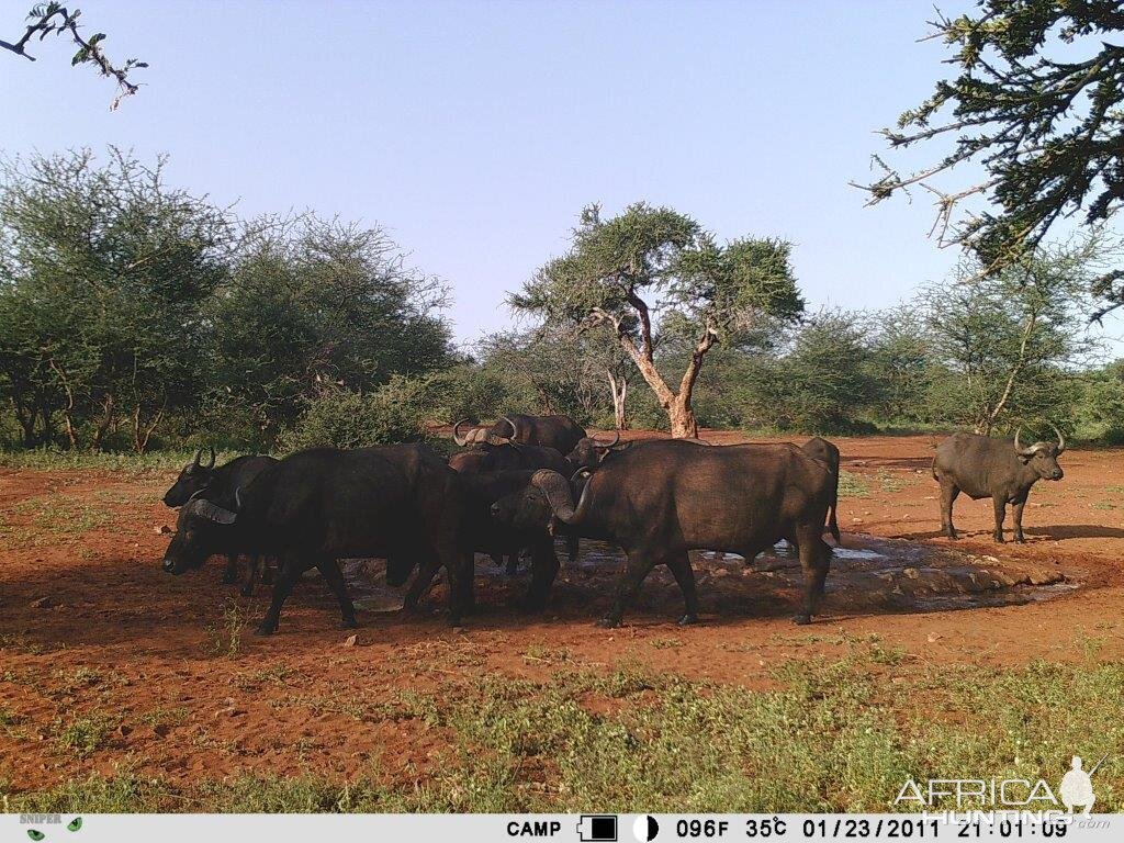 Trail Cam Pictures of Cape Buffalo in South Africa