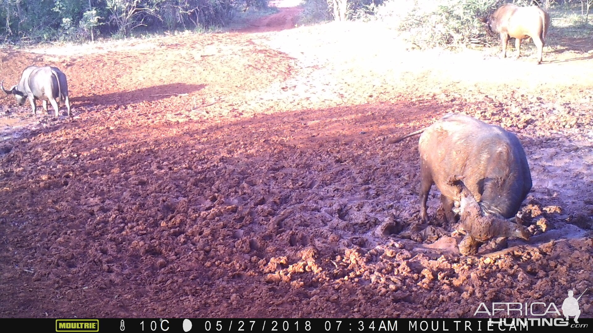 Trail Cam Pictures of Cape Buffalo South Africa