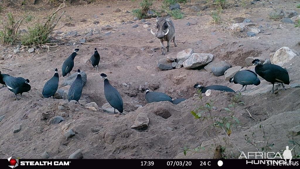 Trail Cam Pictures of Crested Guineafowl & Warthog in Zambia