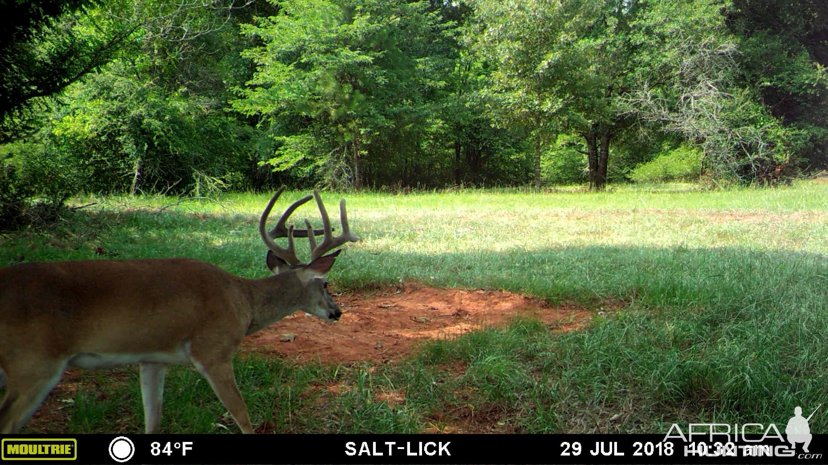 Trail Cam Pictures of Deer in East Texas USA