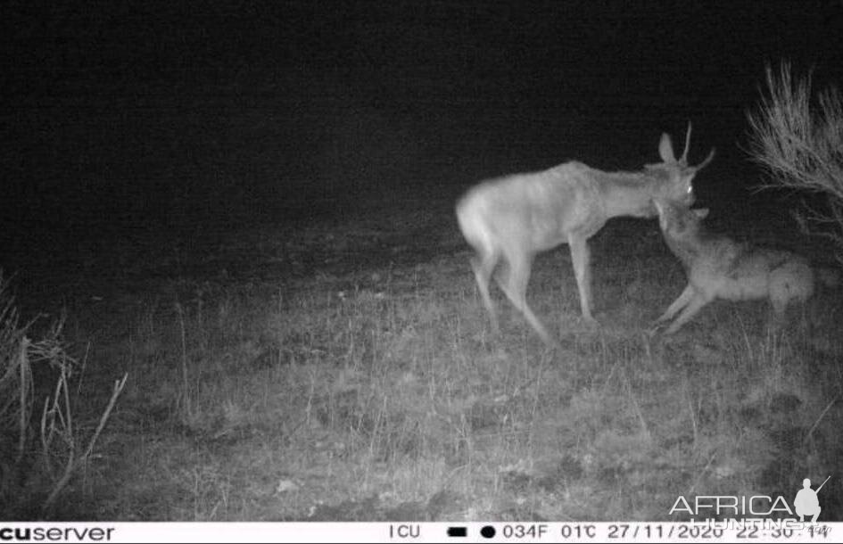 Trail Cam Pictures of Deer & Wolf in Germany