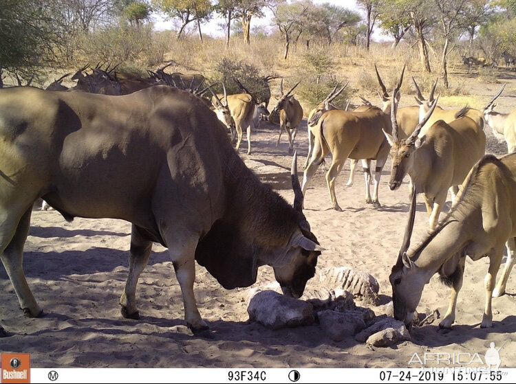 Trail Cam Pictures of Eland in Namibia