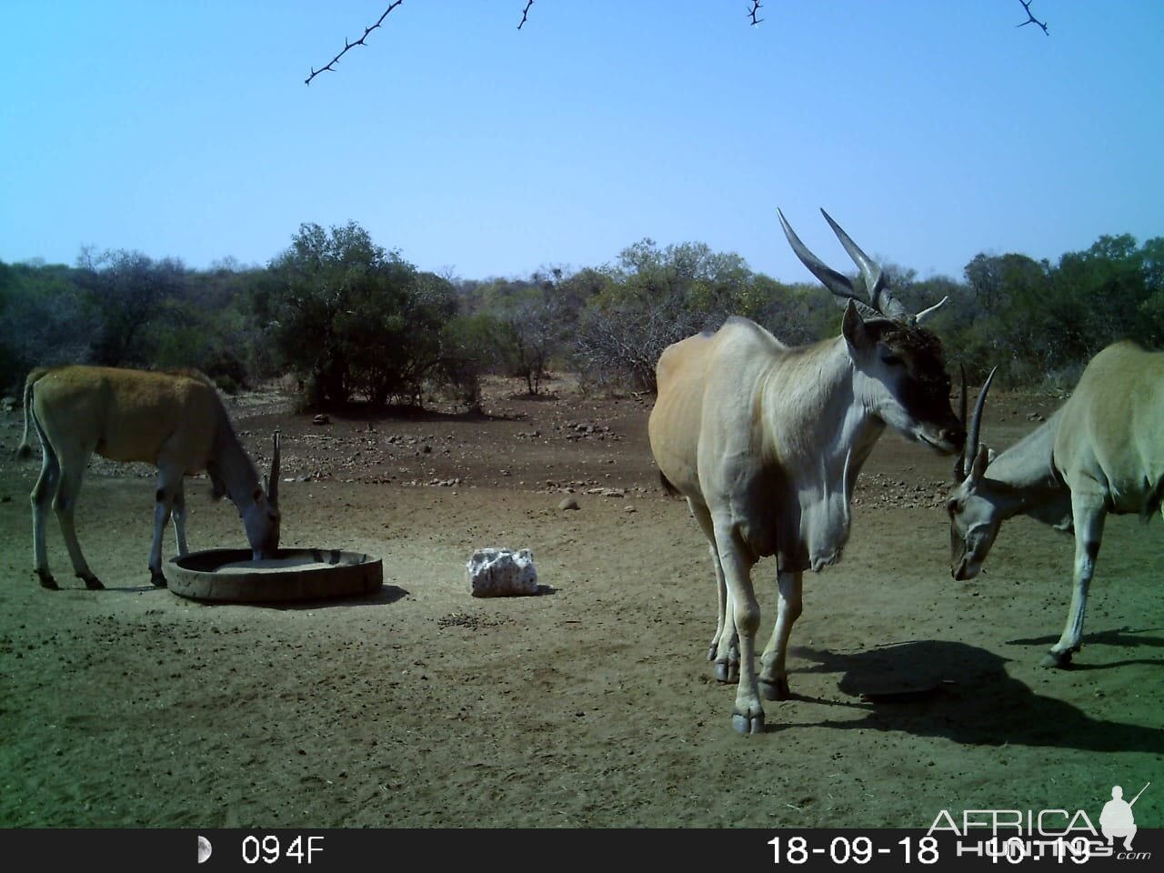 Trail Cam Pictures of Eland in South Africa