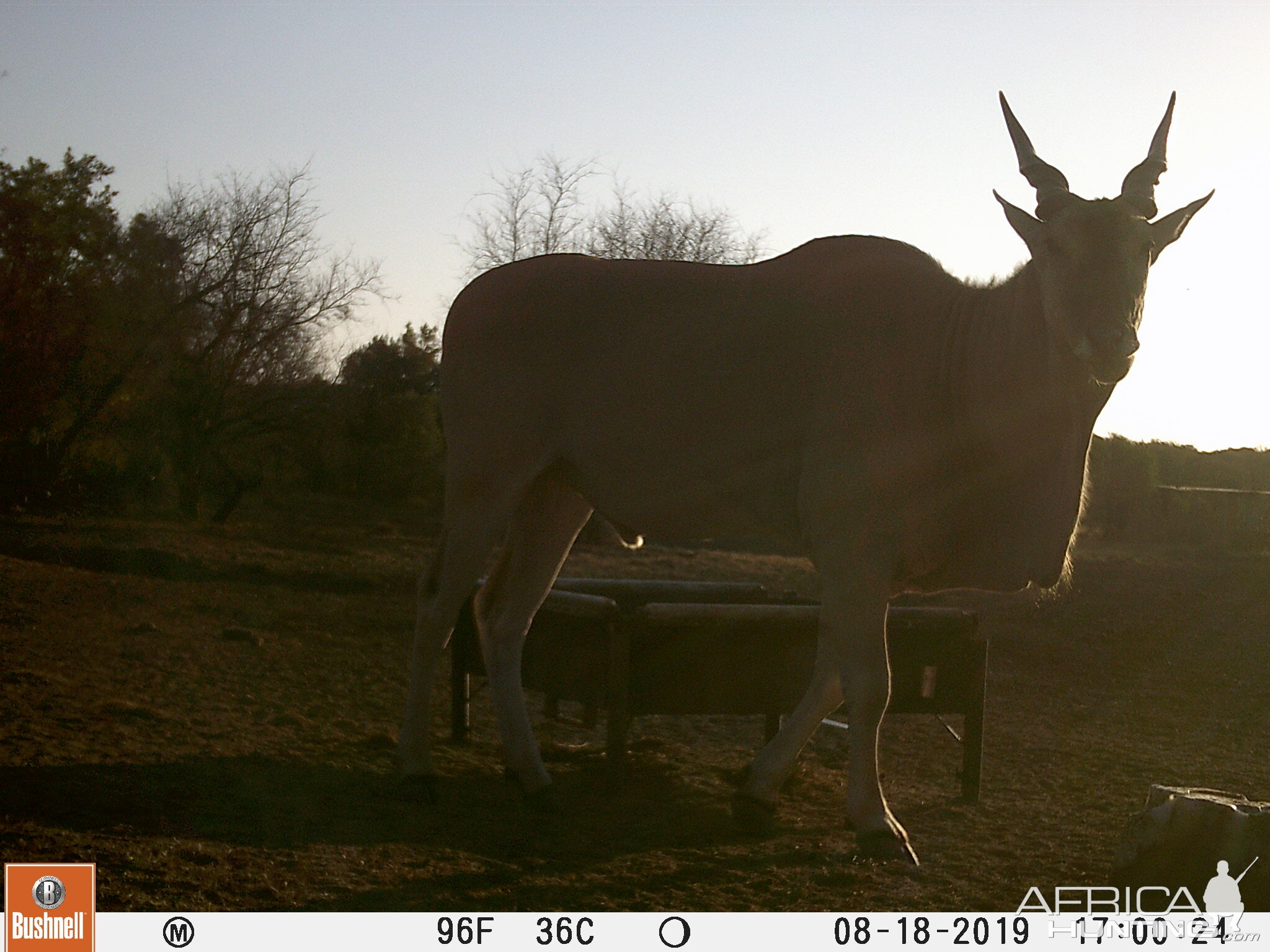 Trail Cam Pictures of Eland in South Africa