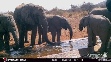 Trail Cam Pictures of Elephant in South Africa