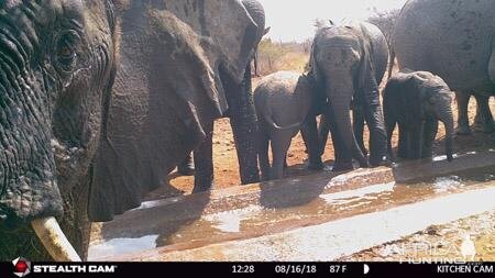 Trail Cam Pictures of Elephant in South Africa