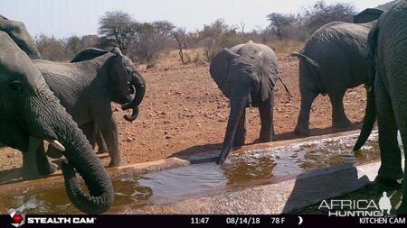 Trail Cam Pictures of Elephant in South Africa