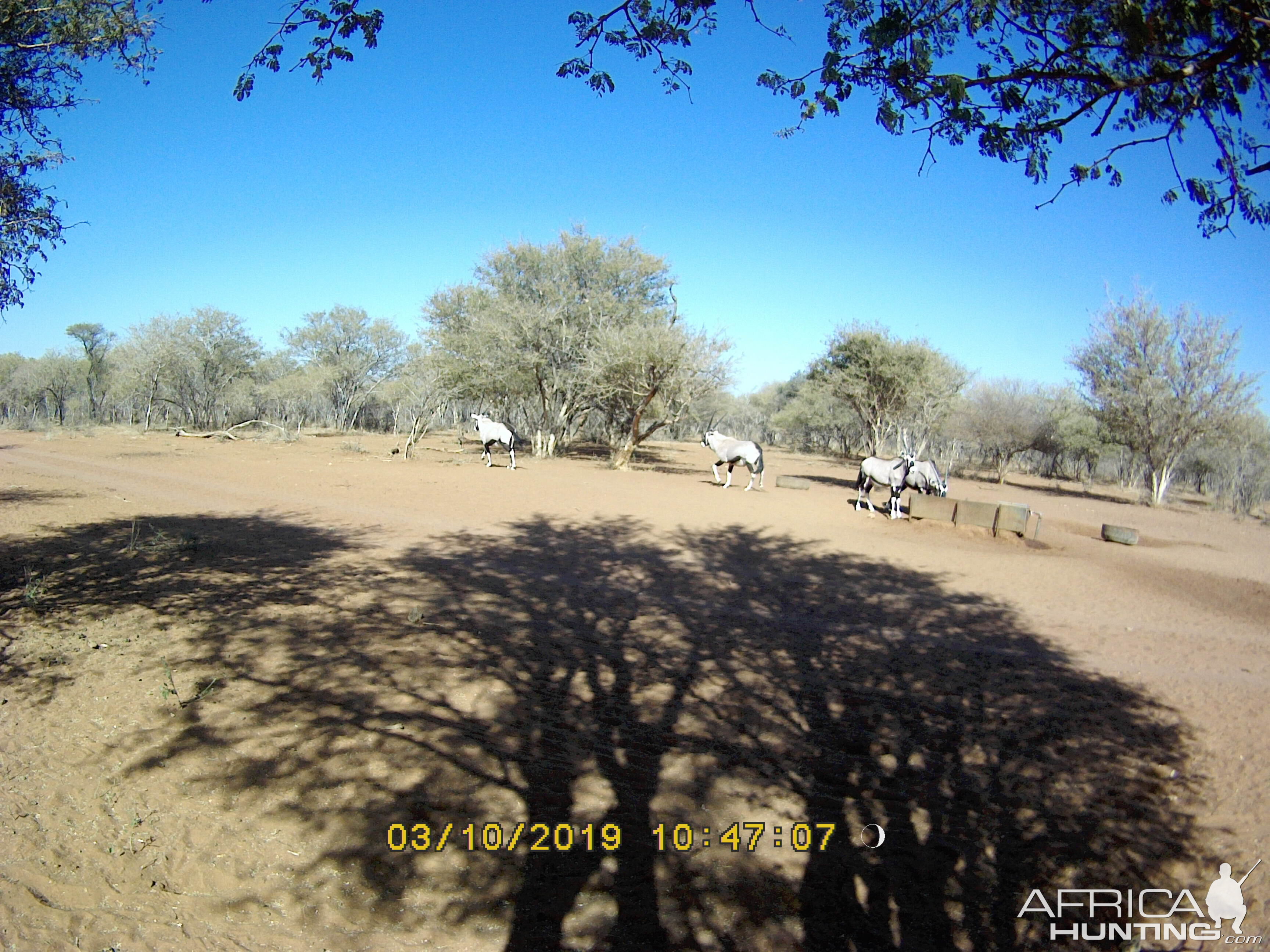 Trail Cam Pictures of Gemsbok in South Africa