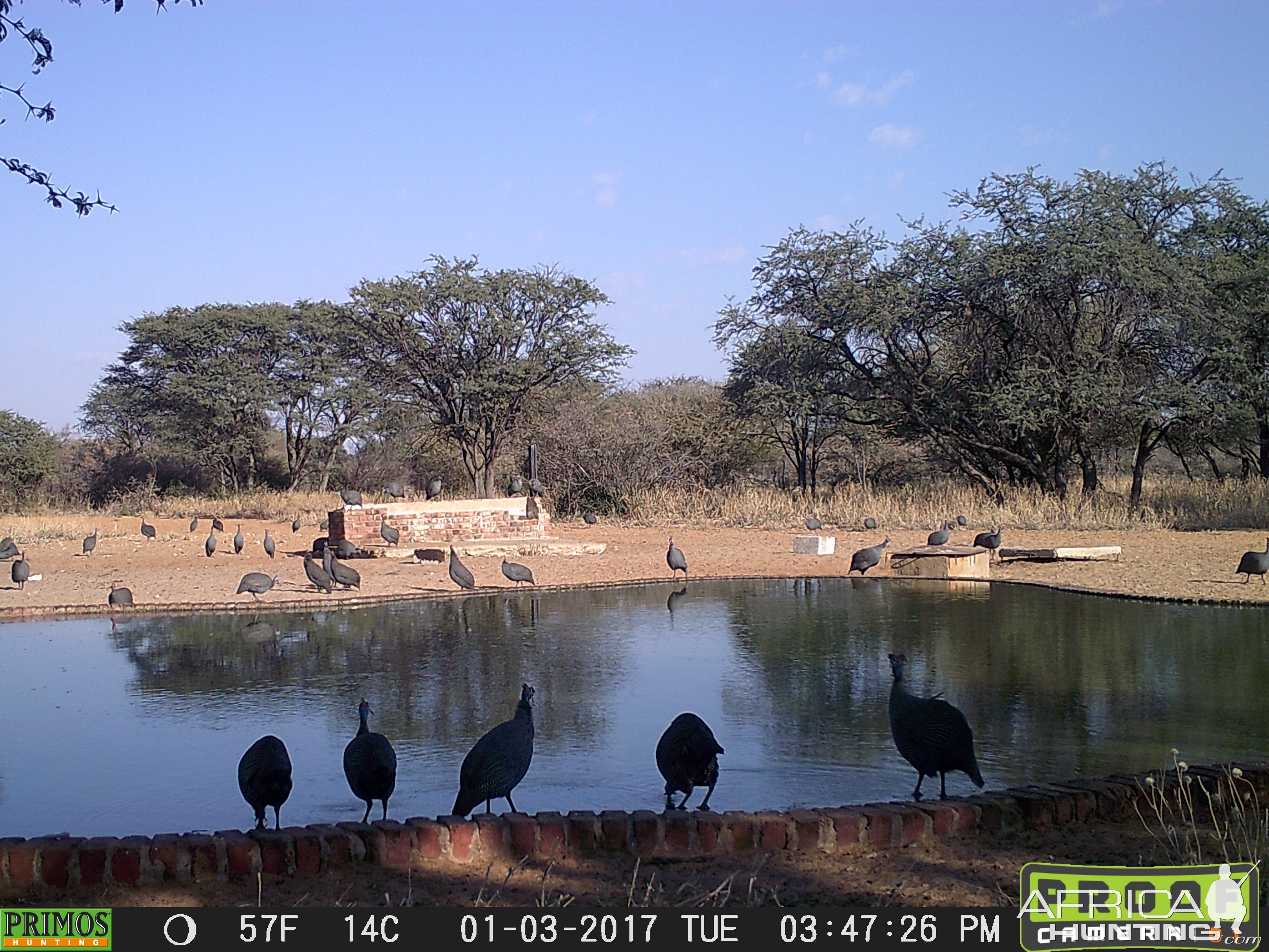 Trail Cam Pictures of Guineafowl in South Africa