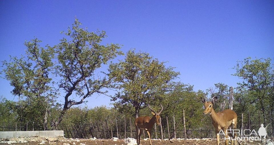 Trail Cam Pictures of Impala Namibia