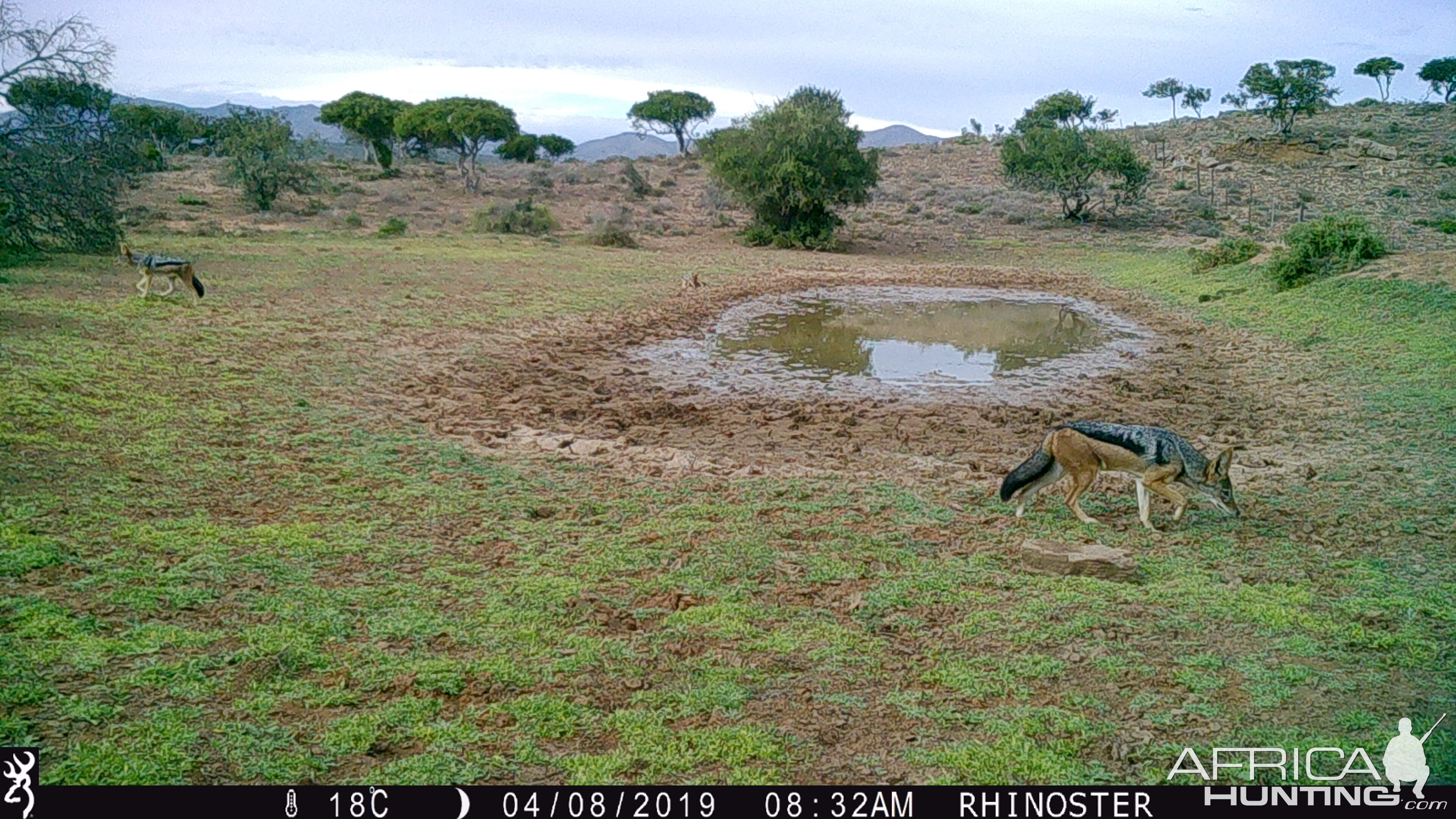 Trail Cam Pictures of Jackal in South Africa