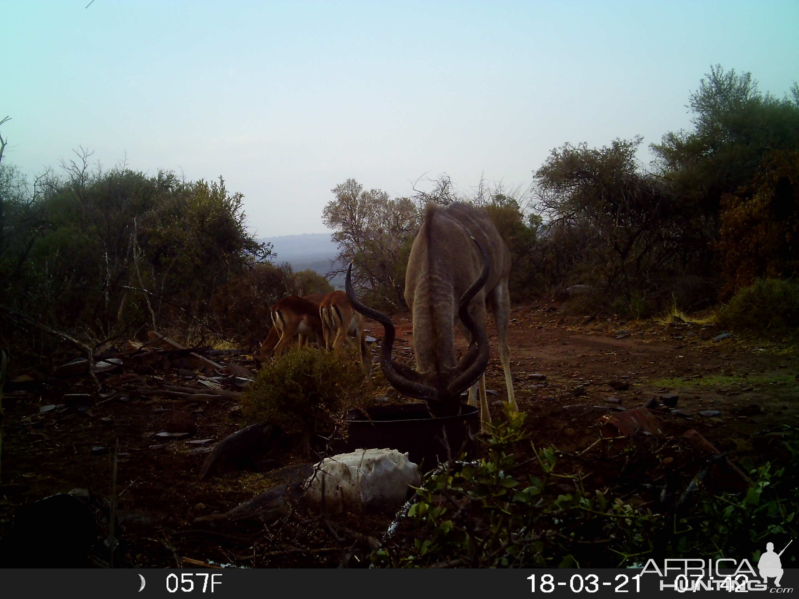 Trail Cam Pictures of Kudu in South Africa