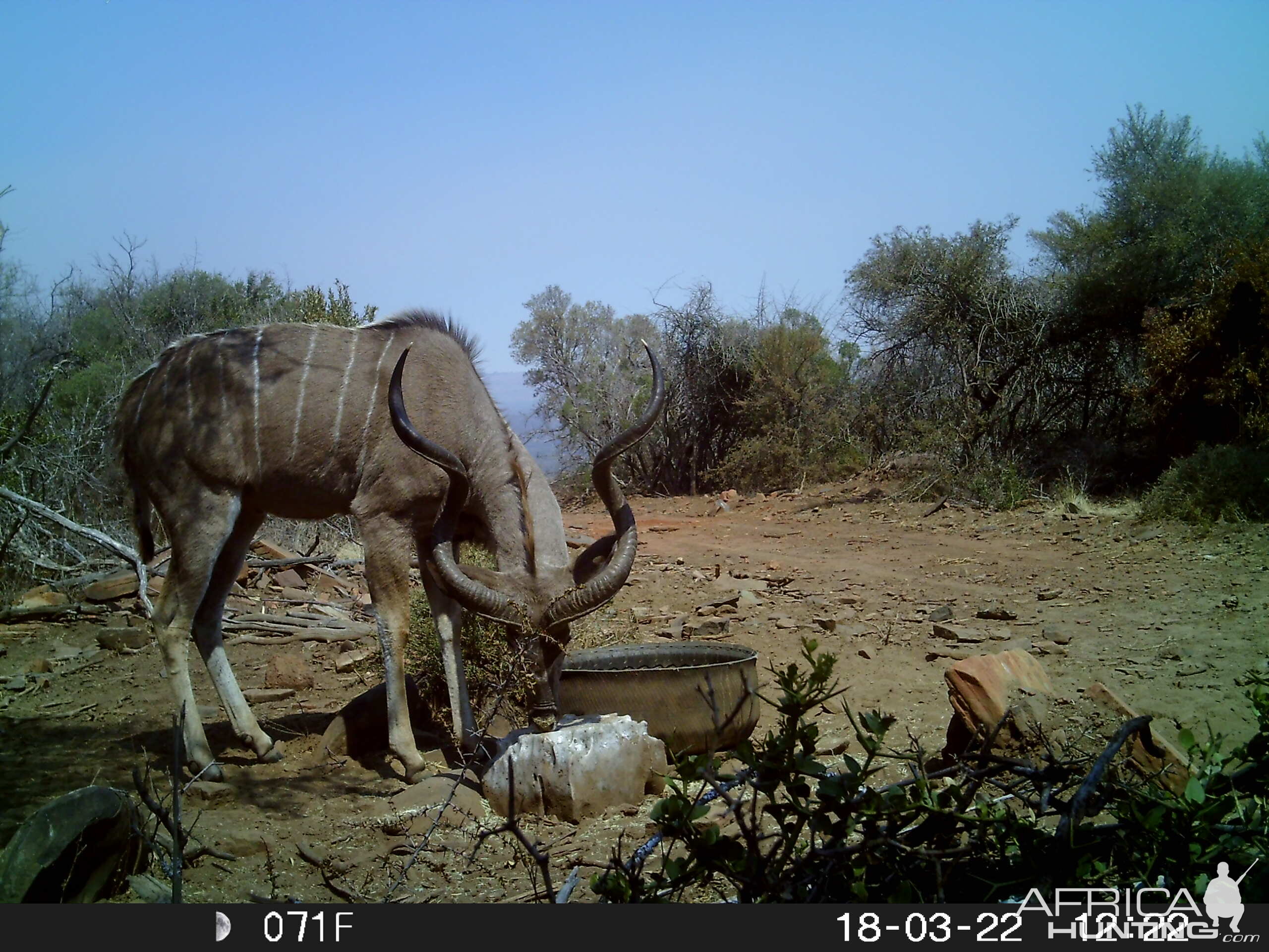 Trail Cam Pictures of Kudu in South Africa