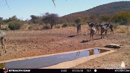 Trail Cam Pictures of Kudu in South Africa