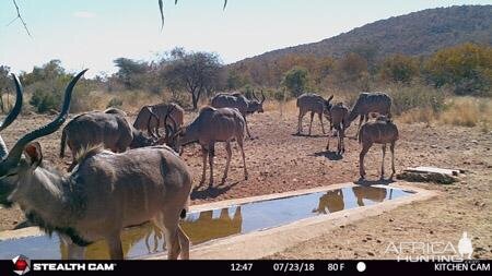 Trail Cam Pictures of Kudu in South Africa