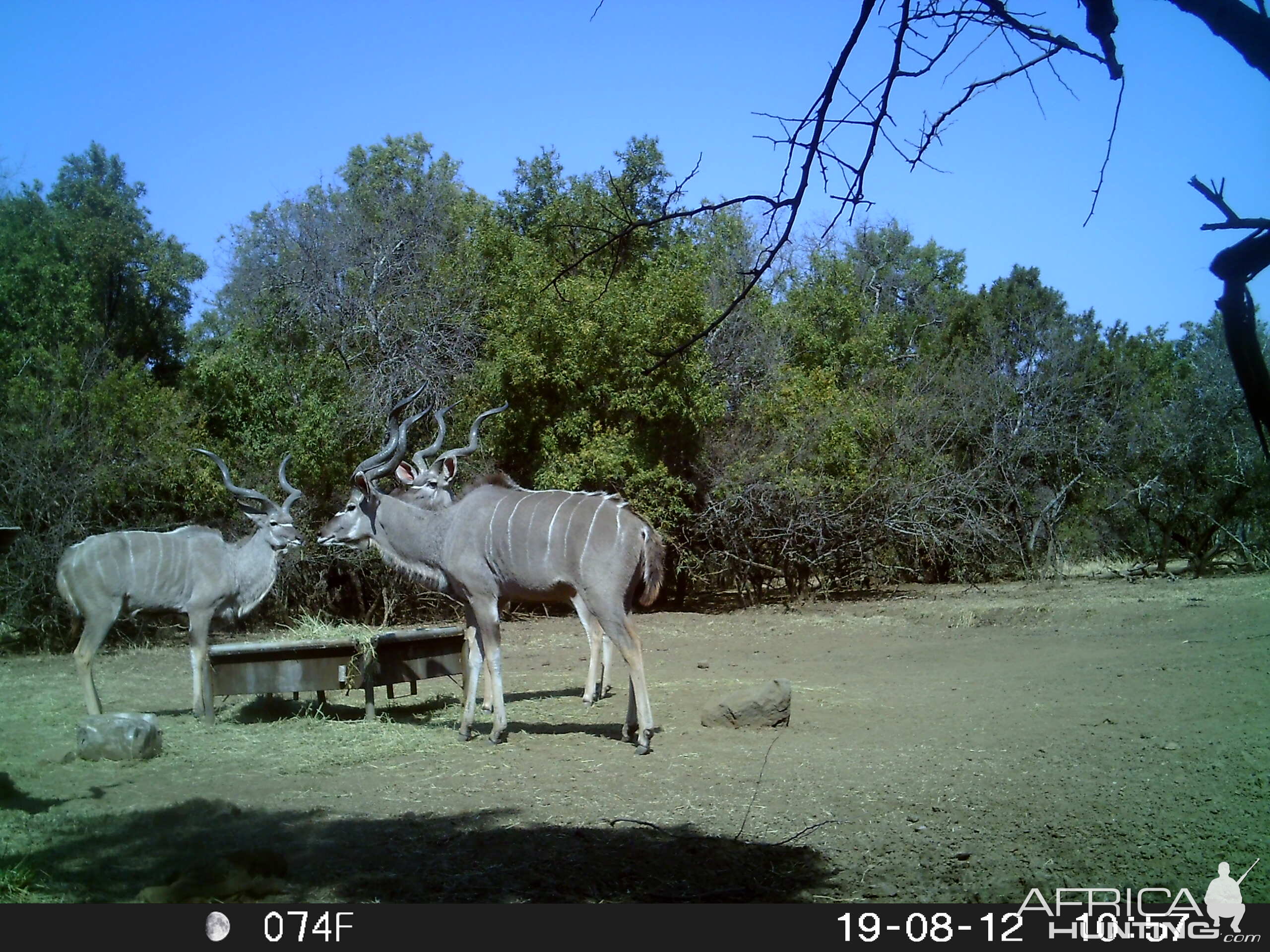 Trail Cam Pictures of Kudu in South Africa