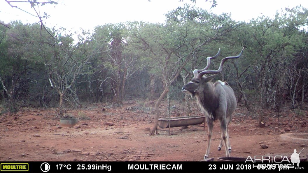 Trail Cam Pictures of Kudu South Africa