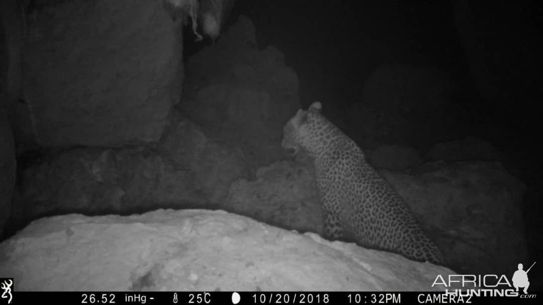 Trail Cam Pictures of Leopard in Namibia