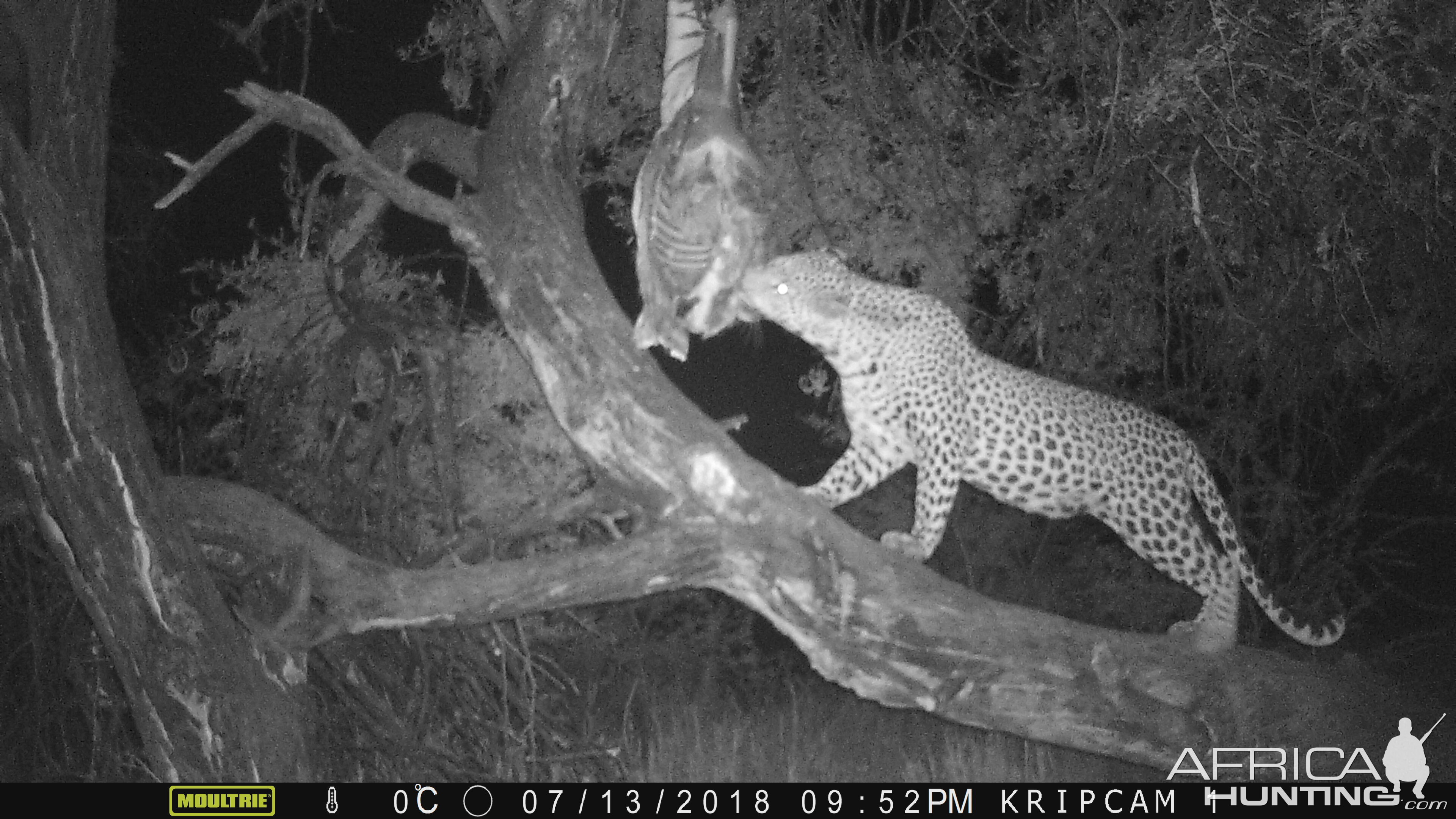 Trail Cam Pictures of Leopard in Namibia