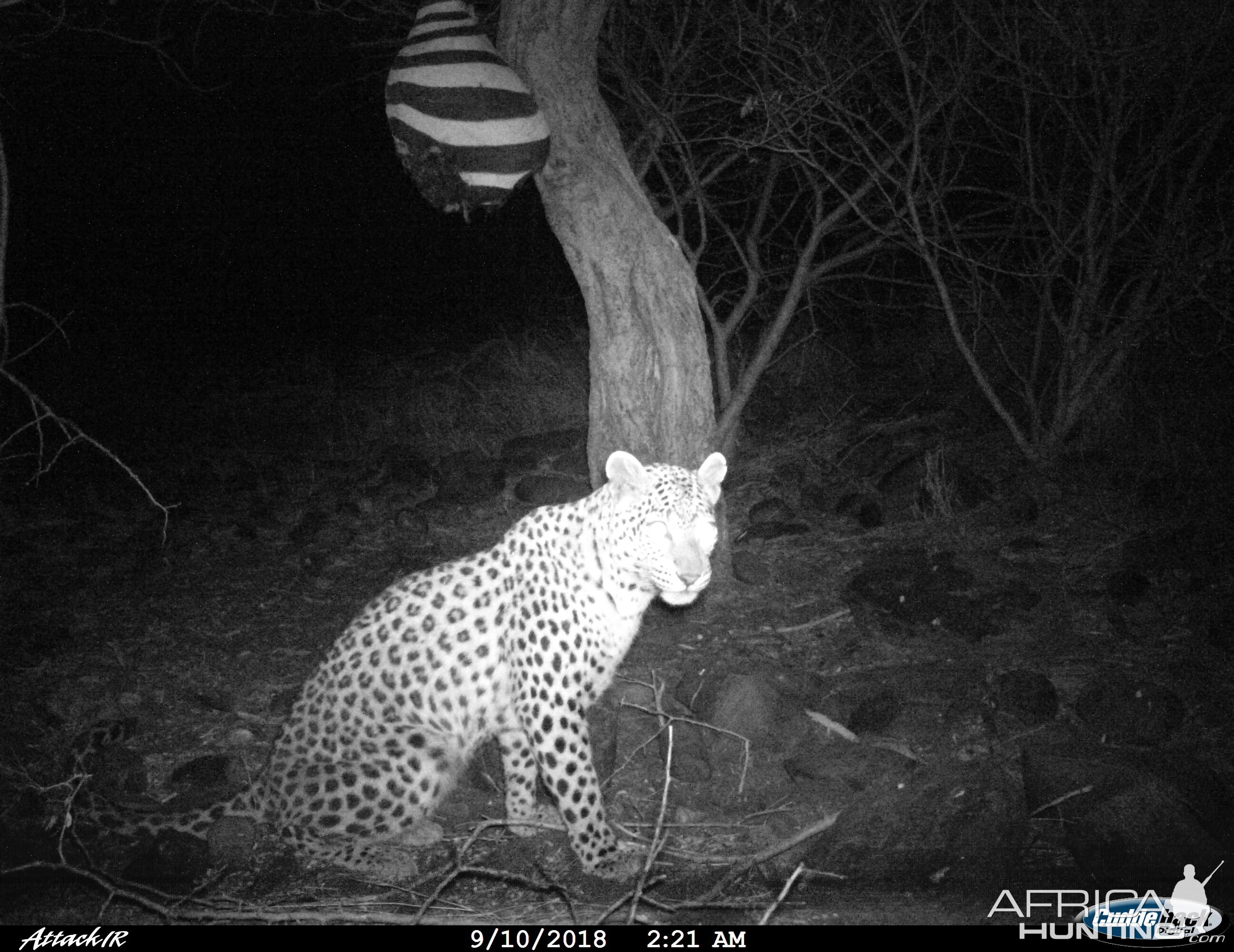 Trail Cam Pictures of Leopard in Namibia