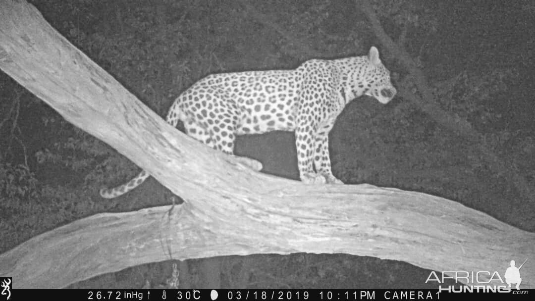 Trail Cam Pictures of Leopard in Namibia