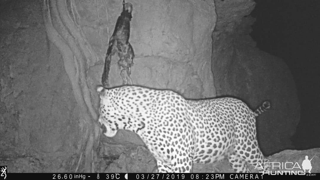 Trail Cam Pictures of Leopard in Namibia