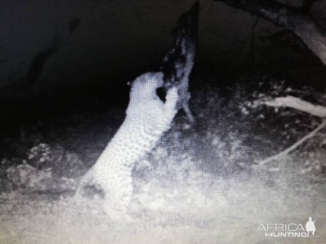 Trail Cam Pictures of Leopard in Namibia