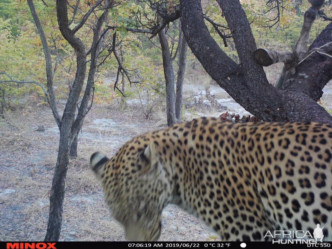 Trail Cam Pictures of Leopard in Namibia